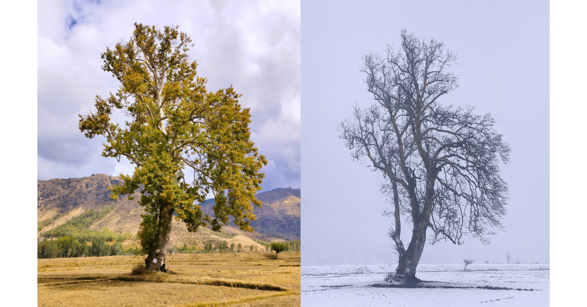 Two seasons, one Chinar. A visual reminder that losing our leaves is a necessary part of growth. Photos by Maroof Lone
